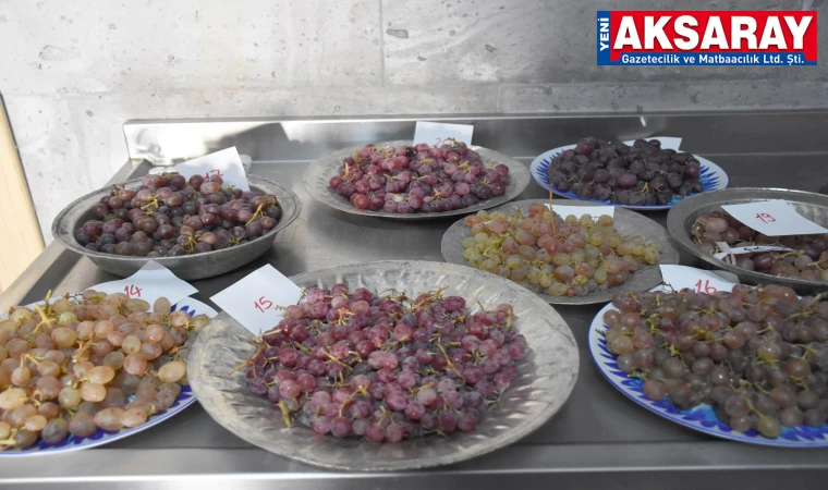  Üzümden elde edilen ürünler Avrupa pazarında satılacak