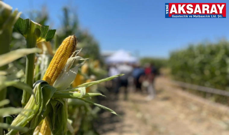 AKSARAY İL TARIM VE ORMAN MÜDÜRLÜĞÜ AÇIKLAMA YAPTI Mısır ekimi tamamen değil 4 yıl yasaklandı