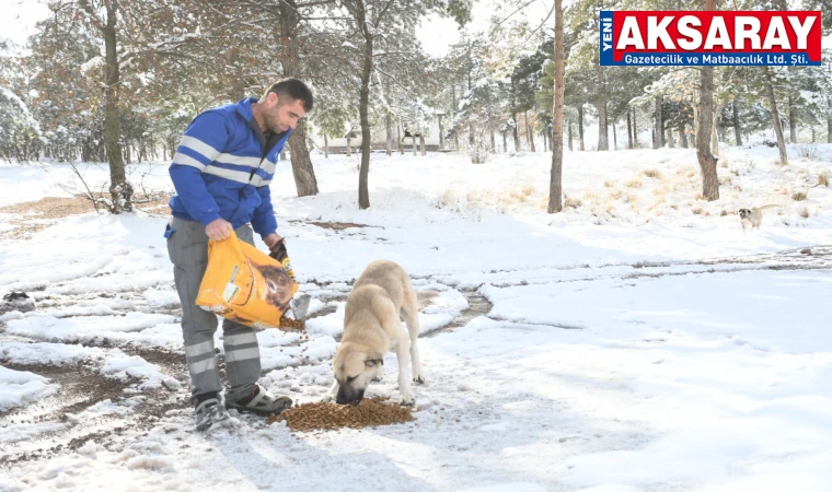 SOKAK HAYVANLARINA SICAK DOKUNUŞ