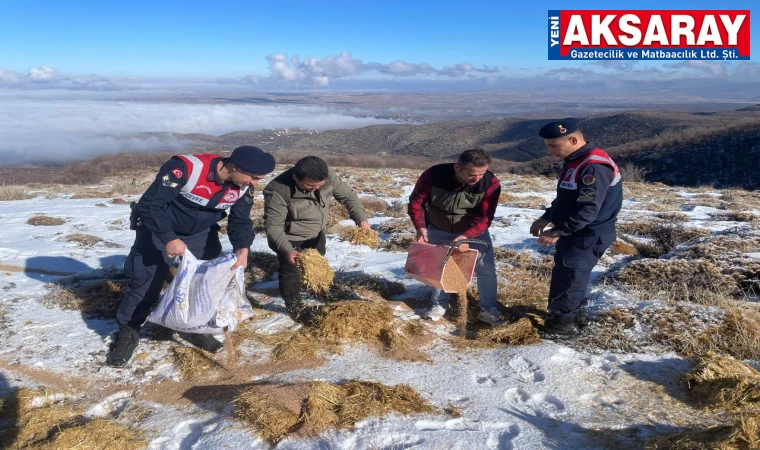 Yaban ve sokak hayvanları için jandarma dağlarda