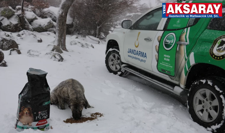 Jan­dar­ma hay­van­la­rı yal­nız bı­rak­mı­yor