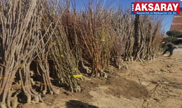 Meyve fidanı almak isteyenler adını yazdıracak
