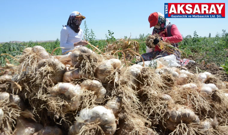 İspan­yol­lar Ak­sa­ray’da sa­rım­sak üre­tecek