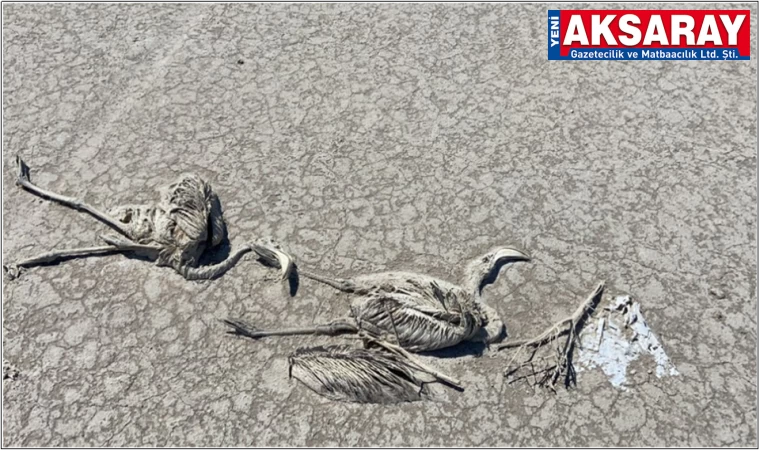 Sulak alanlar elden gidiyor