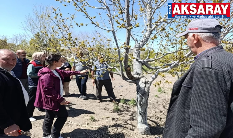 Ağaç budama kursu düzenleniyor