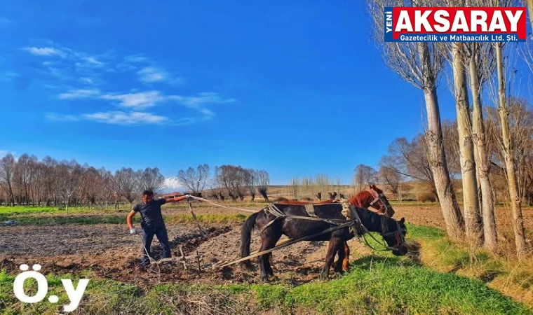 At ve pulluk ile organik tarım yapıyor
