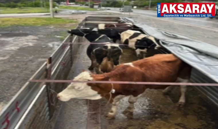 Hayvan hırsızları tutuklandı
