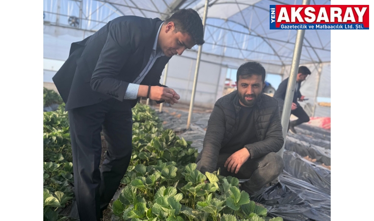 Kaymakam çilek serasını gezdi