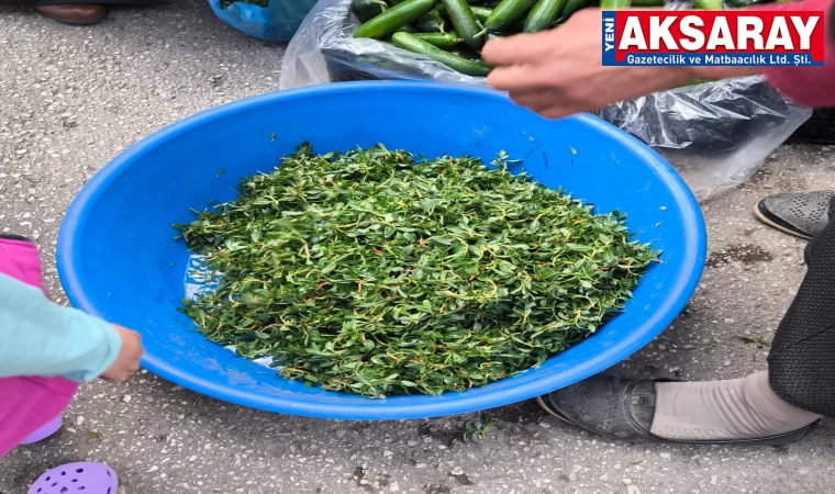 Madımak sezonu açıldı