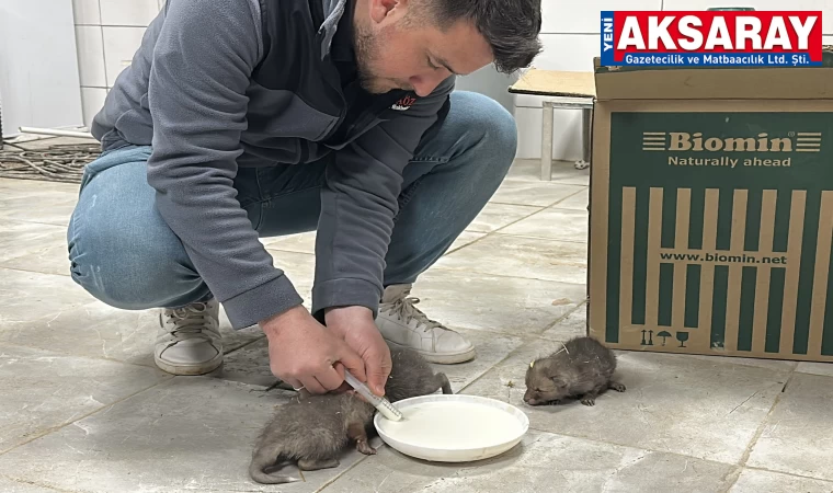 Tilki yavrularına çiftçi sahip çıktı