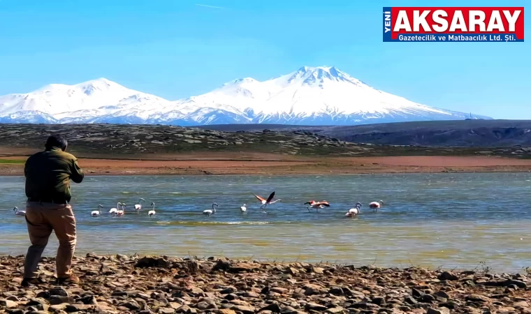 Flamingoların büyüleyici dansı