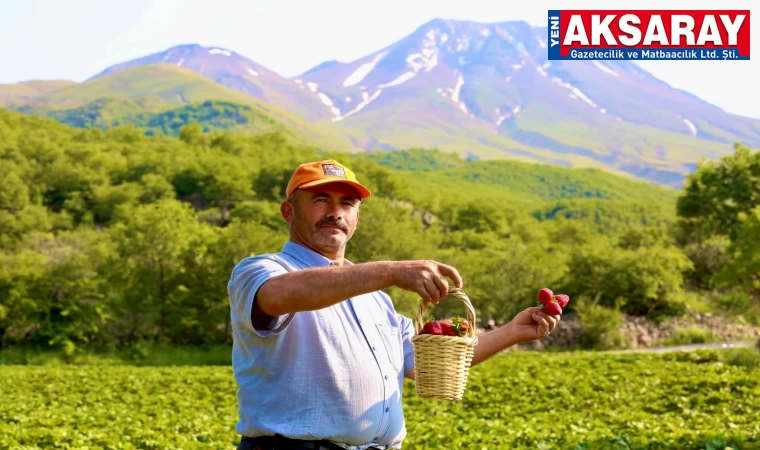 Helvadere çilekle anılacak