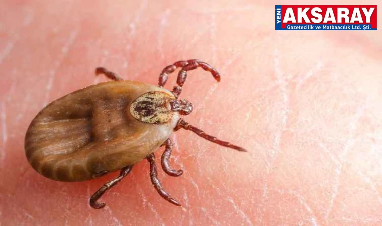 Keneden bulaşan tehlikeli hastalıklar sıralandı