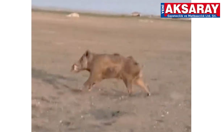 Yaylada gündüz vakti domuz paniği