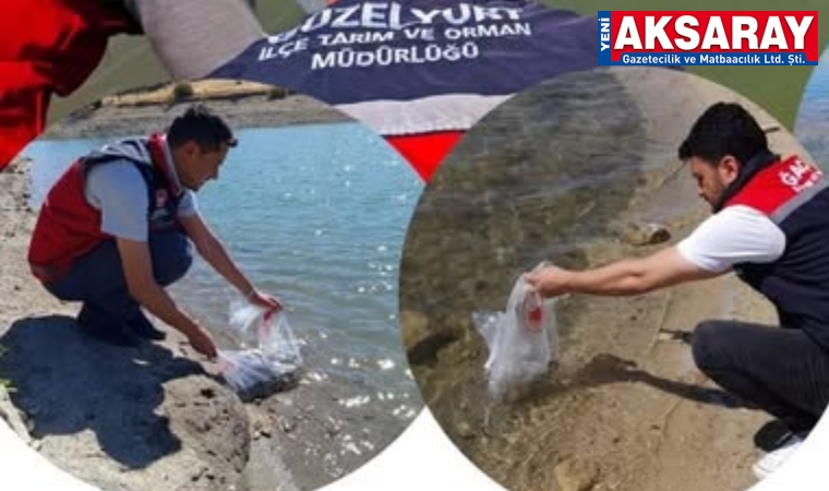 455 Bin sazan yavrusu suya bırakıldı