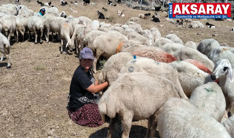 Hasandağı eteklerinde kadınların süt mesaisi