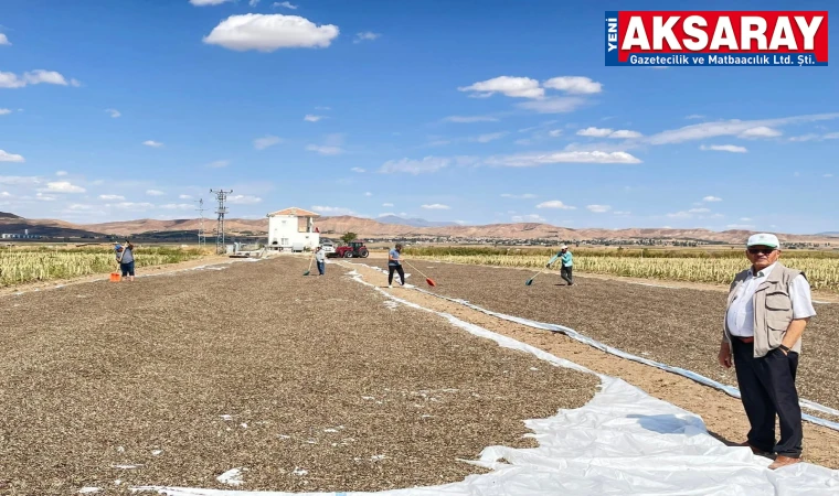 Yeni mahsul ay çekirdeği hasadı başladı