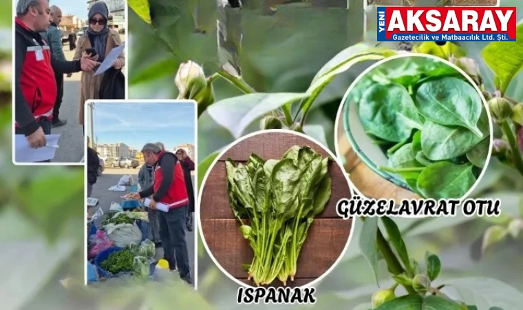 AKSARAY TARIM MÜDÜRLÜĞÜ UYARDI Ispanakta "Güzelavrat Otu" na dikkat edin!