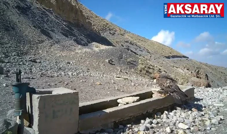 TİLKİ, BAYKUŞ VE ŞAHİN GÖRÜNTÜLENDİ Hasandağı’nda yaban hayatı kameraya yansıdı