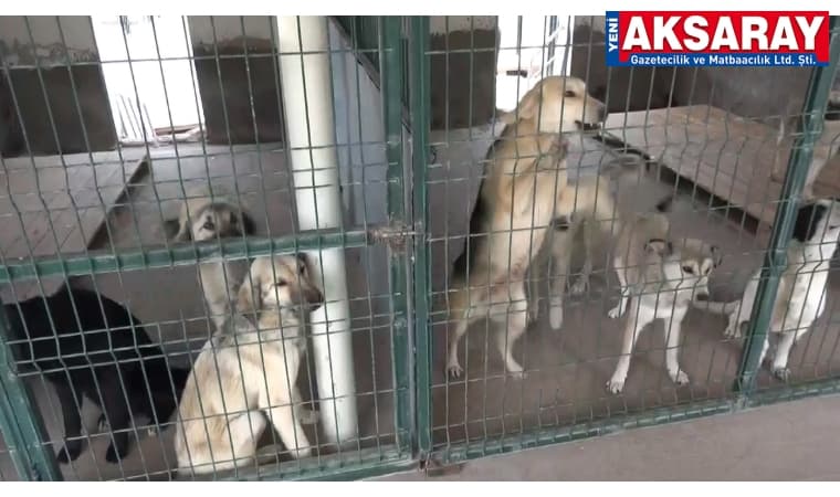 TÜRK VETERİNER HEKİMLERİ BİRLİĞİ BAŞKANI ALİ EROĞLU Binden fazla belediyenin barınağı yok