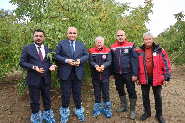 Ağaçören’de ceviz hasadına katıldı