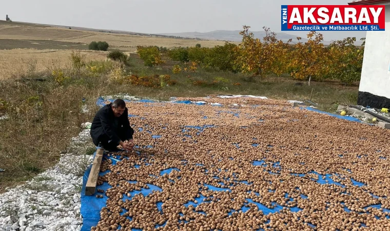 Cevizin kilosu 200 ile 250 lira arasında satılıyor
