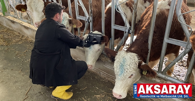 AMAÇ SÜT VERİMİNİ ARTIRMAK İneklere sanal yeşil çayır izlettirildi