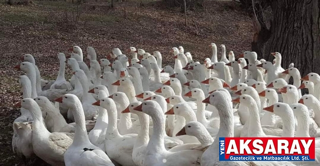 Anaç ve yavru kaz dağıtımı yapılacak