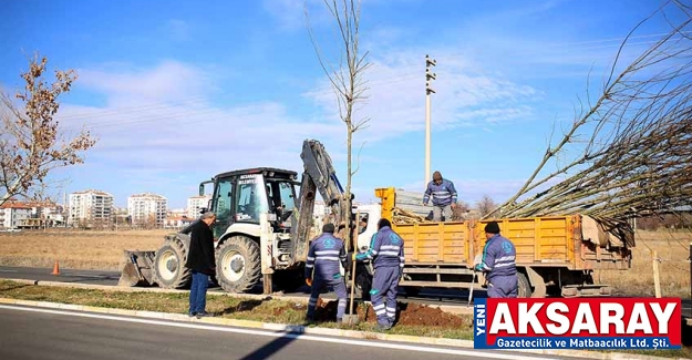 Belediye geçen yıl 72 bin ağaç dikti