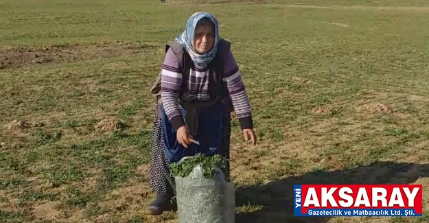 Çıtlık kazma erken başladı