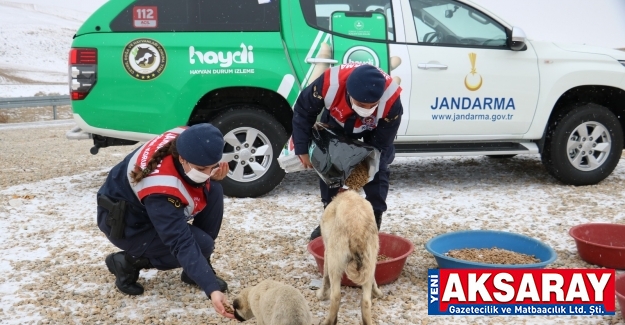 Jandarma timleri yaban hayatının canlılarını unutmadı            