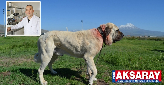 Malaklı köpeklerine bilimsel araştırma yapılacak