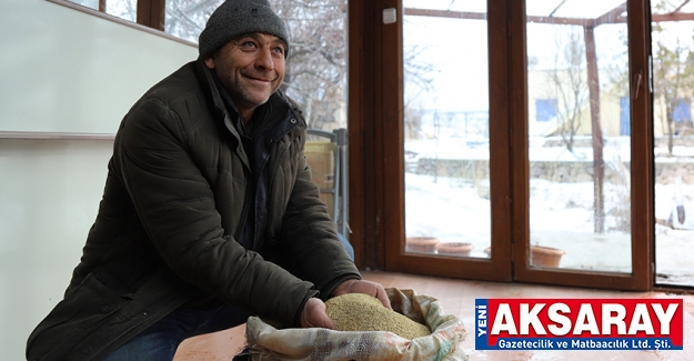 ASTRONOT YİYECEĞİ KİNOA Aksaray’da yetiştiriyor Avrupa’ya satıyor