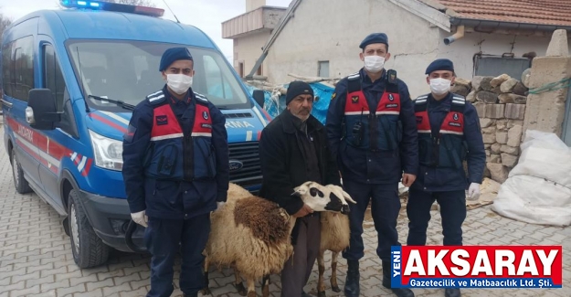 Çalınan koyunları jandarma buldu