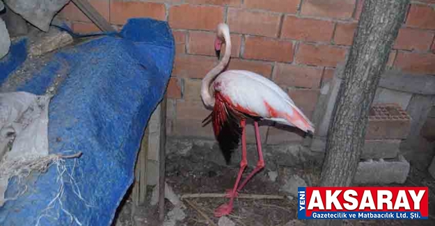 İRANLI KUŞ BİLİMCİLER ÇİP TAKMIŞ  Flamingo yaralı halde bulundu