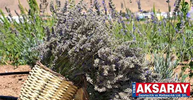 Lavantaların dikimine başlandı