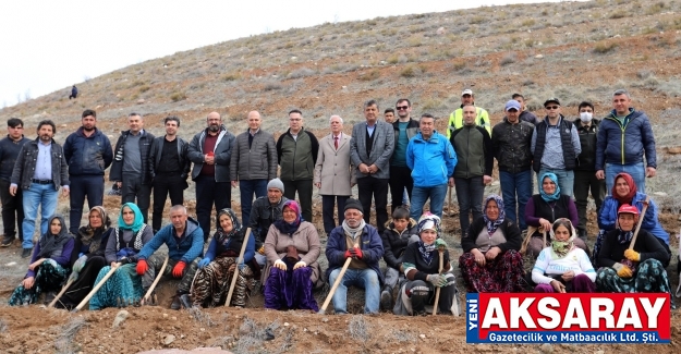 AĞAÇLANDIRMADA ÇALIŞAN İŞÇİLERE TATLI İKRAM EDİLDİ Dikilen fidanların altına 150 Km uzunluğunda naylon serilecek