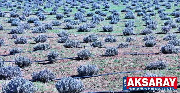 GEÇEN YIL HASAT EDİLMİŞTİ Lavanta bahçelerinde bakım başladı