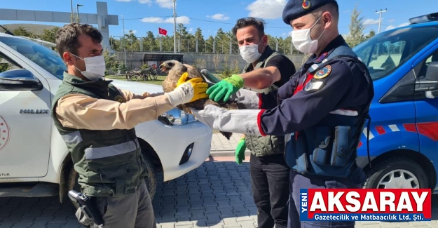 Yaralı şahine jandarma sahip çıktı