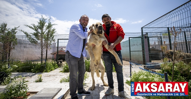 Çoban köpekleri özenle yetiştiriliyor