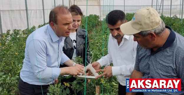 Organik üretimde faydalı böcekler işbaşında