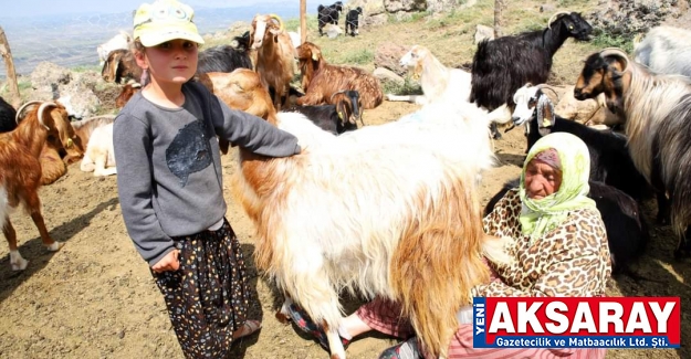 7’DEN 70’E HERKES SÜT SAĞIYOR