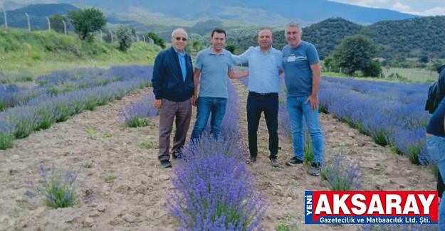 Bakanlık yetkilisine lavanta bahçesi gezdirildi