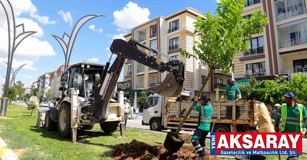 Belediye çınar ağacı dikiyor