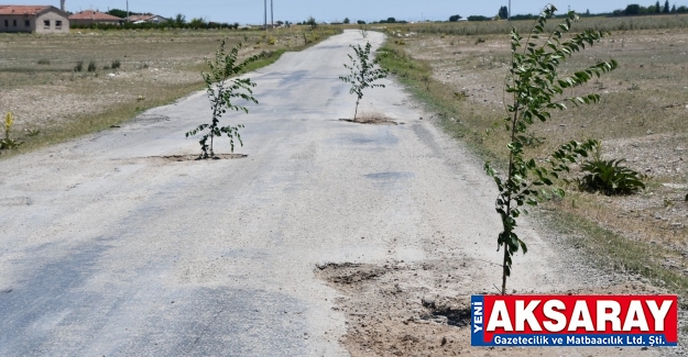 GÖRÜLMEMİŞ OLAY Yola ağaç dikmişler