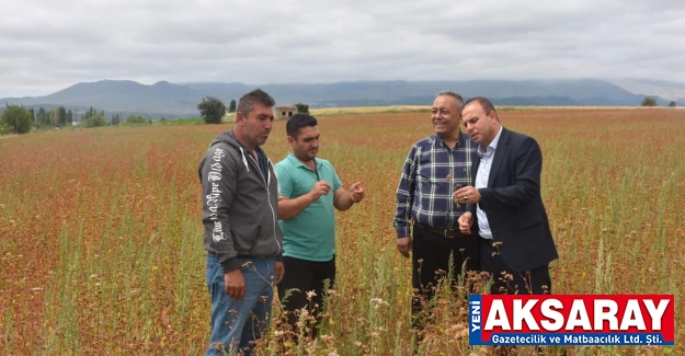 ANADOLUNUN BUĞDAYI Kara buğday ekti, hasada hazırlanıyor