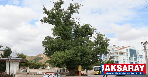 Efsane ağaç yıllara meydan okuyor