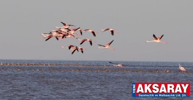 Flamingolar Tuz Gölü’nde