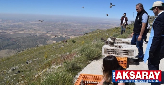 Kınalı keklikler doğaya bırakıldı