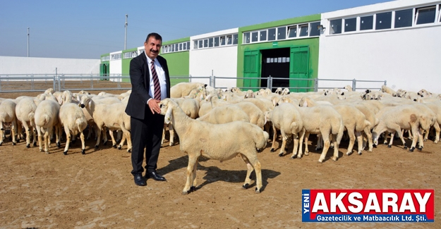 TÜRKİYE DAMIZLIK BİRLİĞİ AÇIKLADI Daha çok küçükbaş kurban tercih edildi